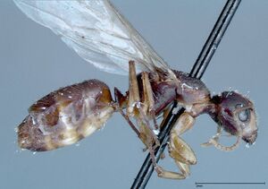 Camponotus ferreri focol0120 p 2 high.jpg