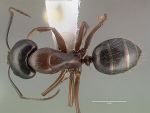 Camponotus maritimus casent0010700 dorsal 1.jpg