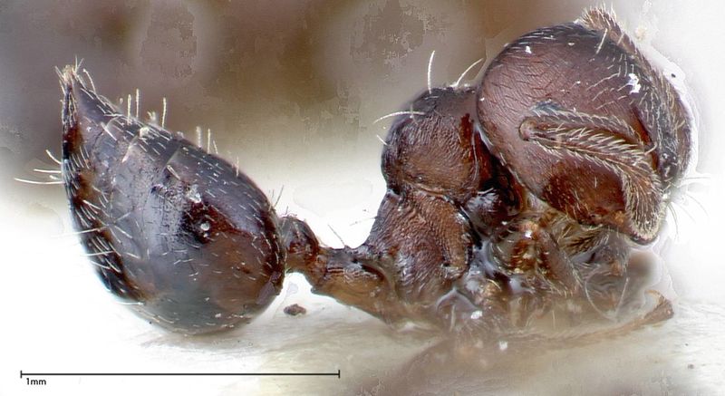 File:Crematogaster peristerica focol0251-2 p 1 high.jpg