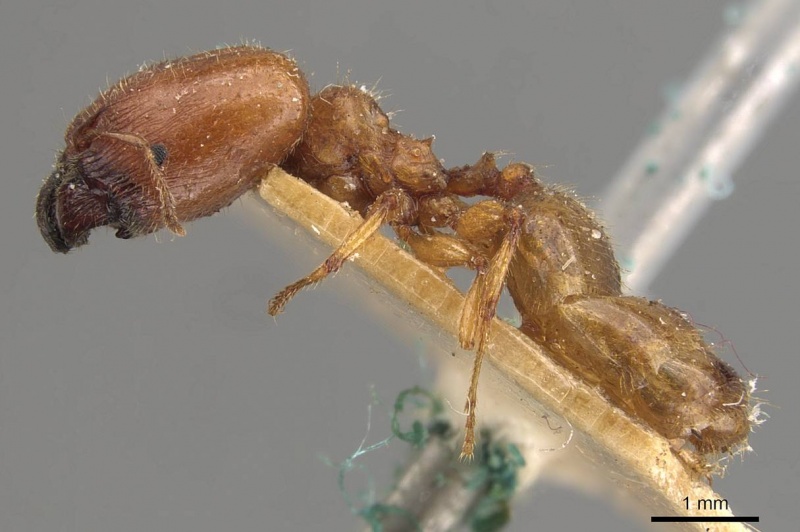 File:Pheidole deserticola casent0908039 p 1 high.jpg