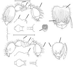 Pheidole pariana Wilson 2003.jpg