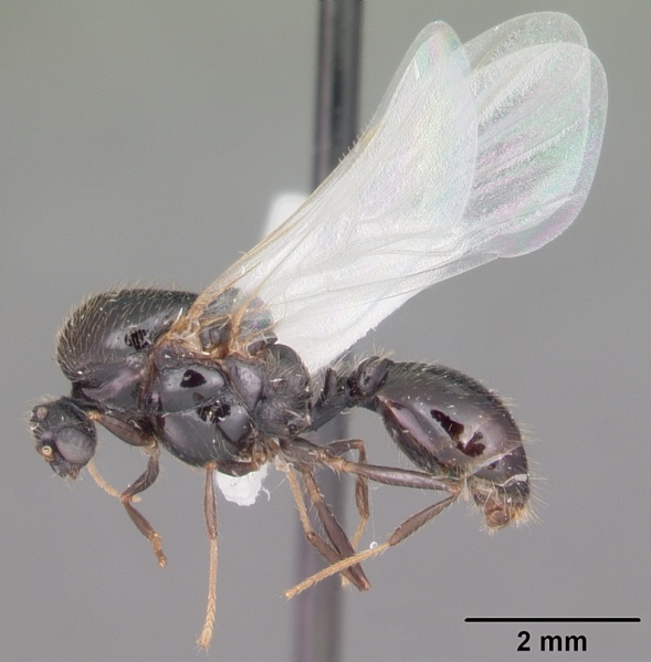 File:Solenopsis invicta casent0104503 profile 2.jpg