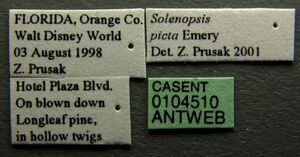 Solenopsis picta casent0104510 label 1.jpg