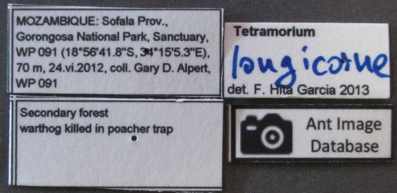 File:Tetramorium longicorne MOZ lbs.JPG