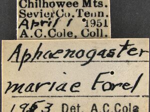 Aphaenogaster-mariae-MCZ001Label.jpg