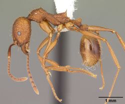 Aphaenogaster umphreyi casent0103612 profile 1.jpg