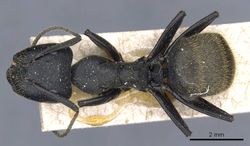 Camponotus barbarossa casent0905444 d 1 high.jpg