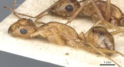 Camponotus debellator casent0903496 p 1 high.jpg