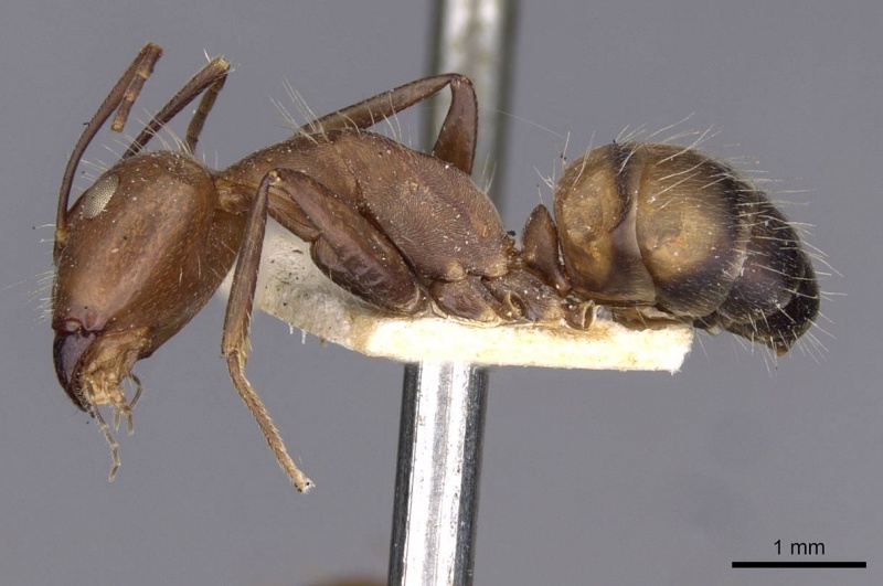 File:Camponotus nicobarensis casent0910162 p 1 high.jpg