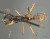 Camponotus sericatus casent0915803 d 1 high.jpg