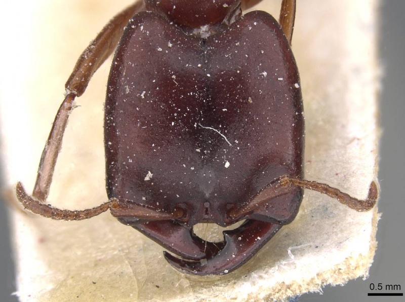 File:Dorylus congolensis casent0911283 h 1 high.jpg