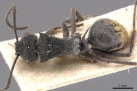 Polyrhachis constricta casent0905584 d 1 high.jpg