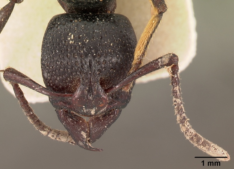 File:Psalidomyrmex procerus casent0102143 head 1.jpg