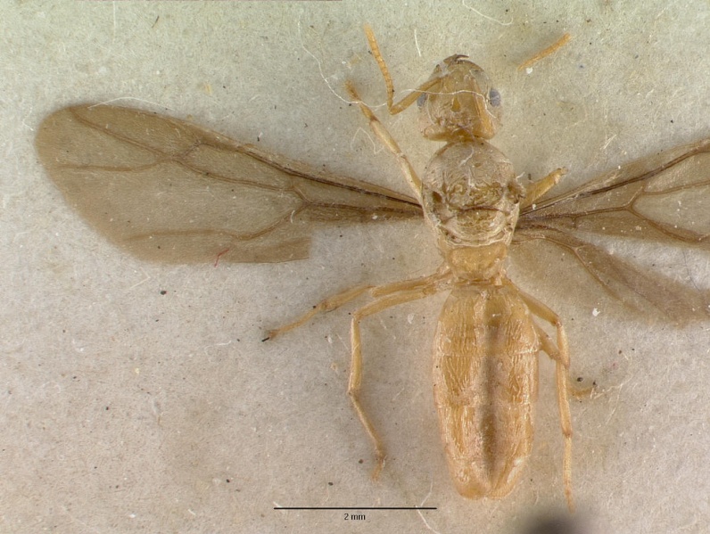 File:Pseudolasius sexdentatus castype06985 dorsal 1.jpg