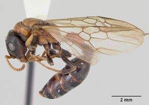 Tetraponera rufonigra casent0103312 profile 2.jpg