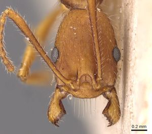 Aphaenogaster ujhelyii casent0907702 h 1 high.jpg