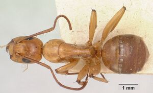 Camponotus concolor casent0101359 dorsal 1.jpg