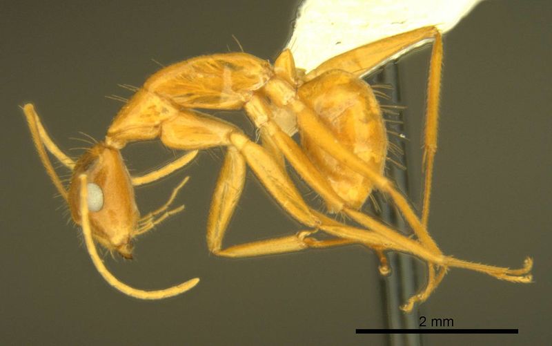 File:Camponotus micronesicus antweb1008904 p 1 high.jpg