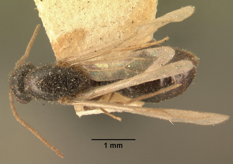 File:Carebara grandidieri casent0101813 dorsal 1.jpg