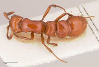 Cerapachys aranus focol0805 d 1 high.jpg