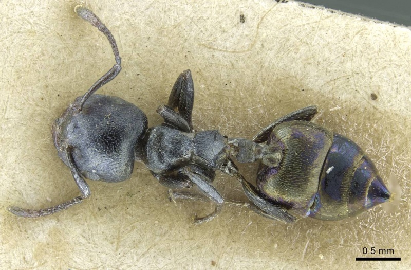 File:Crematogaster gerstaeckeri rmcaent000017758 d 1 high.jpg