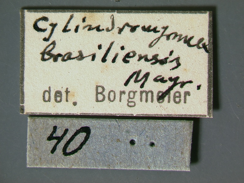 File:Cylindromyrmex-brasiliensis-w-label2.jpg