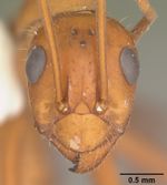 Formica dolosa casent0103933 head 1.jpg