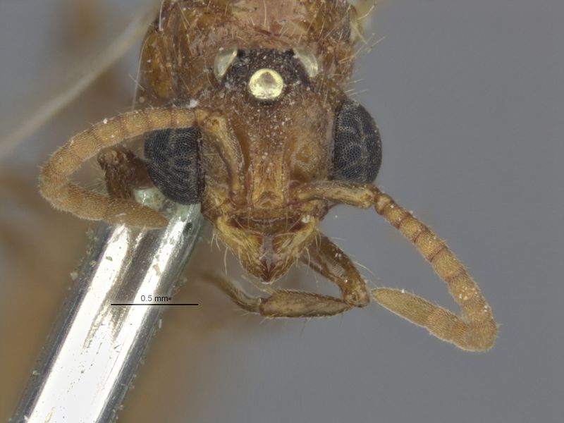 File:MCZ-20328 Cerapachys rugulinodis holotype head.jpg