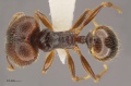 Pheidole senex soldier had.jpg