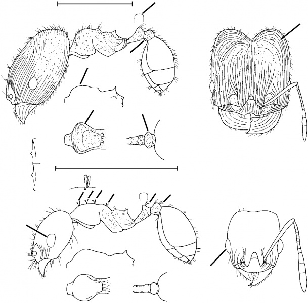 File:Pheidole soritis Wilson 2003.jpg