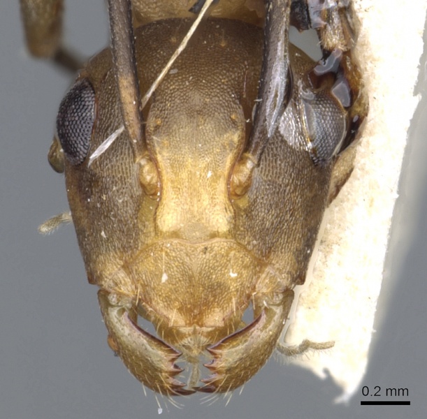 File:Polyrhachis thrinax casent0903324 h 1 high.jpg