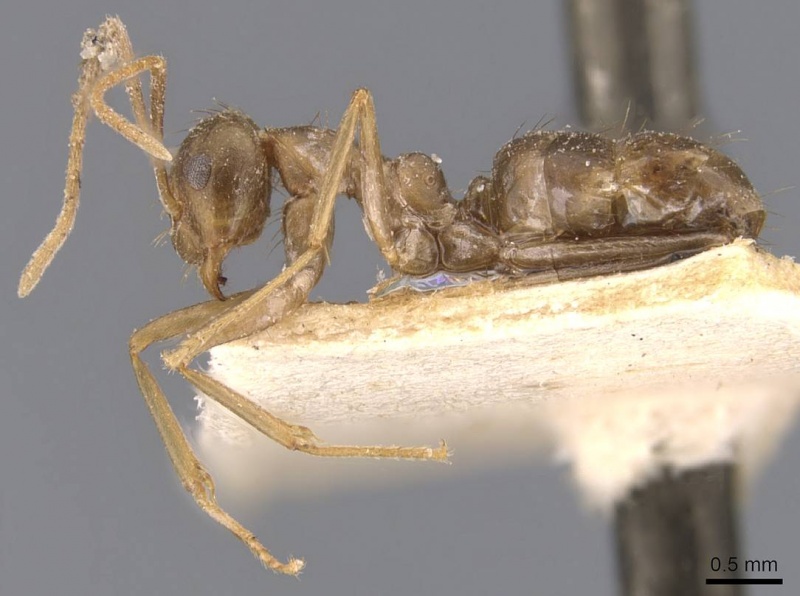 File:Prenolepis kohli casent0907121 p 1 high.jpg