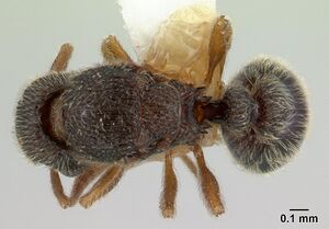 Tetramorium crypticum casent0178332 dorsal 1.jpg