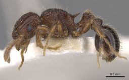 Tetramorium rogatum P casent0901159.jpg