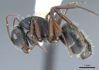 Camponotus rusticus casent0914427 p 1 high.jpg