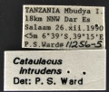 Cataulacus-intrudens-MCZ001Label.jpg