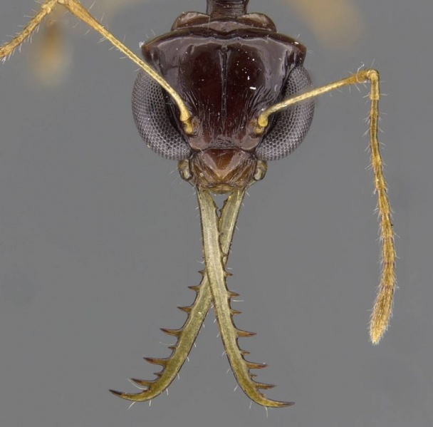 File:Myrmoteras tonboli casent0910218 h 1 high.jpg