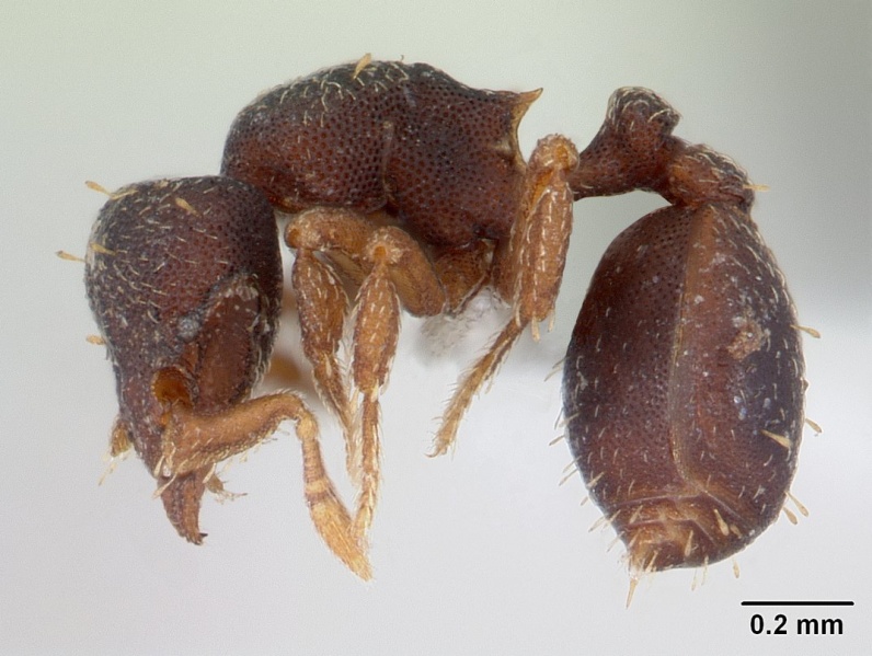 File:Octostruma balzani casent0178665 profile 1.jpg