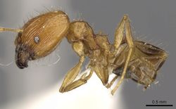 Pheidole lucioccipitalis casent0901645 p 1 high.jpg