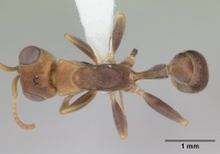 Pseudomyrmex boopis inbiocri001281684 dorsal 1.jpg