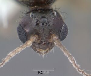 Solenopsis abdita casent0104493 head 1.jpg