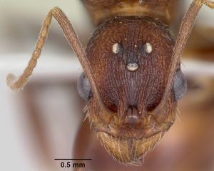 Aphaenogaster ashmeadi casent0104853 head 1.jpg