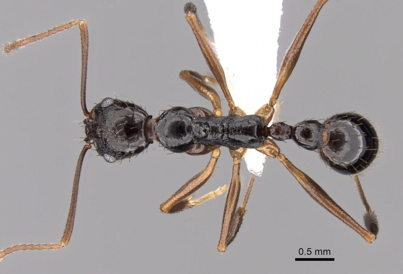 File:Aphaenogaster honduriana casent0625320 d 1 high.jpg