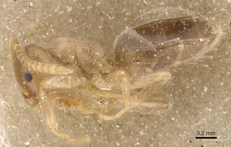 File:Bothriomyrmex communista casent0911470 p 1 high.jpg