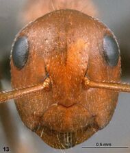 Camponotus schulzianus holotype F13.jpg