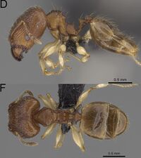 Pheidole bemarivoensis F60df.jpg