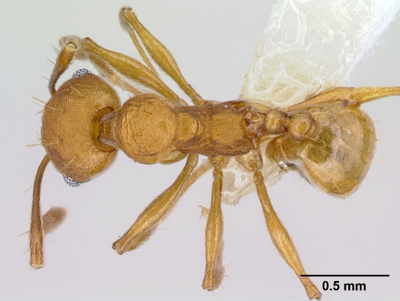 File:Pheidole branstetteri casent0609295 d 1 high.jpg