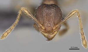 Pheidole glabra casent0235037 h 2 high.jpg