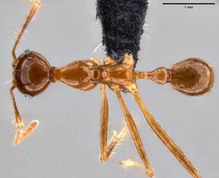 File:Pheidole montana casent0282607 d 1 high.jpg