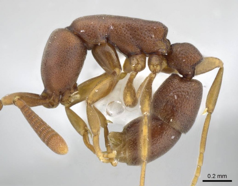 File:Probolomyrmex vieti casent0905887 p 1 high.jpg